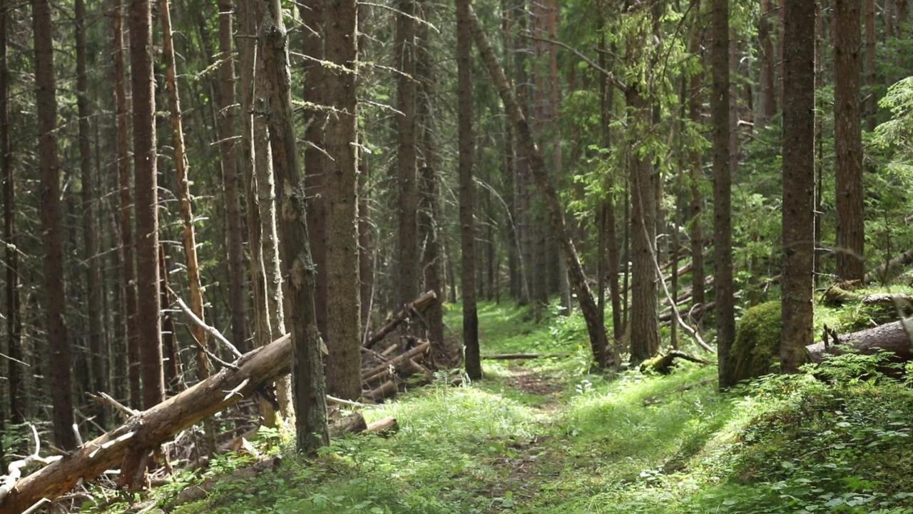 Cozy Stuga - Mountain View Ramsele Εξωτερικό φωτογραφία